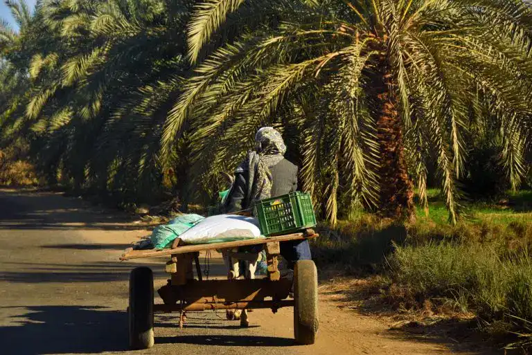 Bahariya Oasis, Egypt